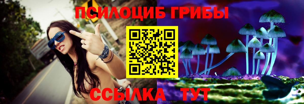Псилоцибиновые грибы Psilocybe Елец
